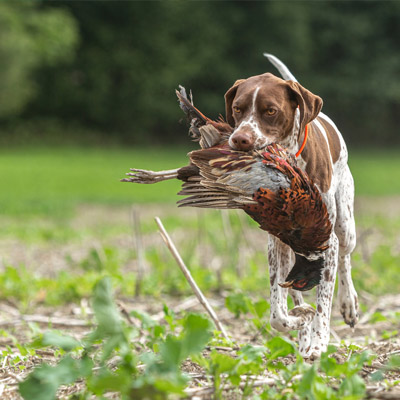 Chasse pêche halieutique en enseignement complémentaire BAC Pro GMNF gestion des milieux naturels et de la faune